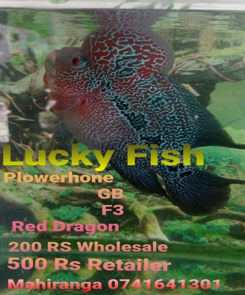 Luky fish flowarhorn