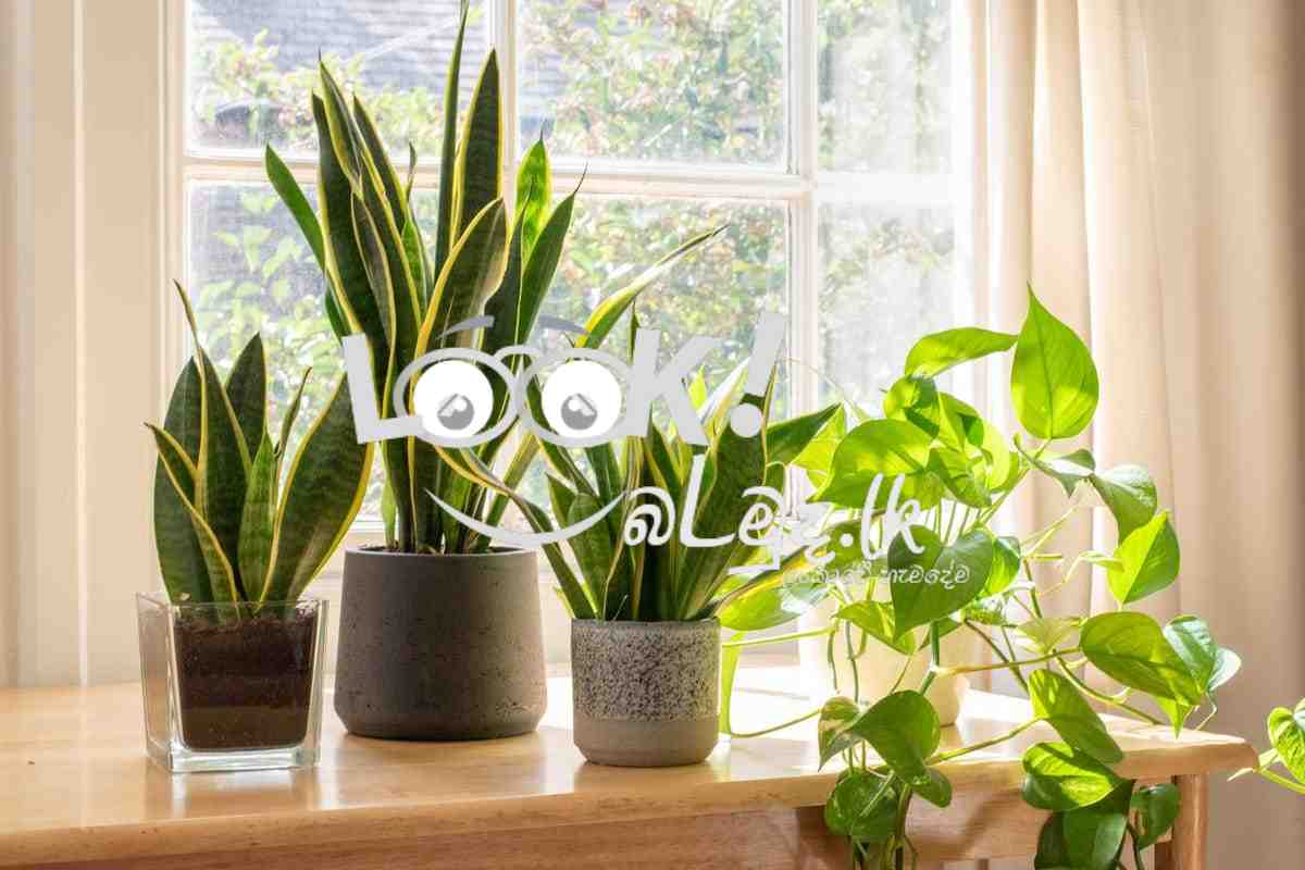 Indoor Plant/Succulent/Live Plant