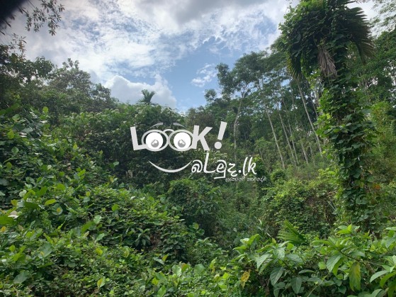 සුන්දර කැළණි ගගට මායිම්ව අක්කර 5ක්