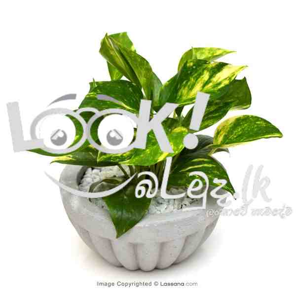 Indoor Plant/Succulent/Live Plant