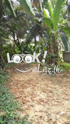 Land For Sale in Edirisingha road Nugegoda