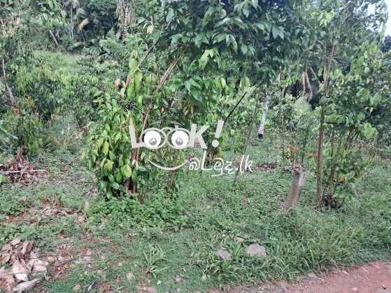 Land for sale 