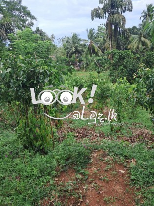 Land for sale 