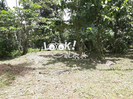 Land for sale 