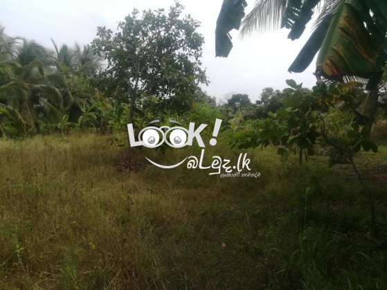 Land for sale 