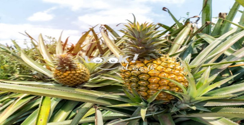 GOOD QUALITY PINEAPPLE PLANTS 05 PCS