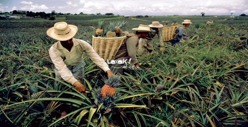 GOOD QUALITY PINEAPPLE PLANTS 05 PCS