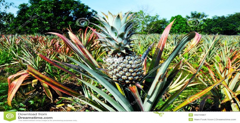 GOOD QUALITY PINEAPPLE PLANTS 05 PCS