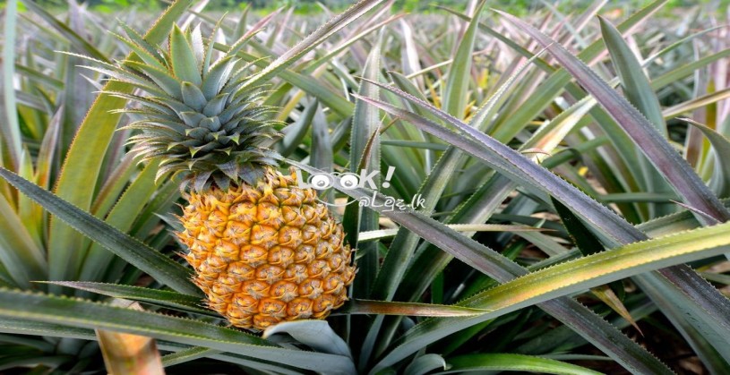 GOOD QUALITY PINEAPPLE PLANTS 05 PCS