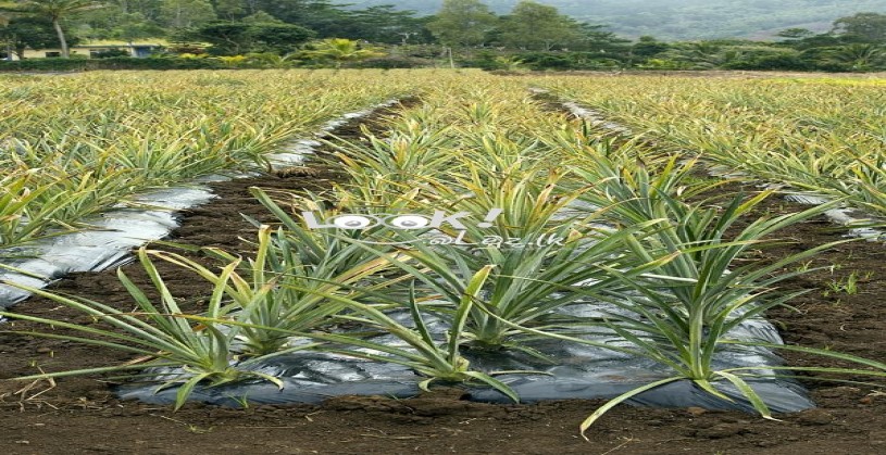 GOOD QUALITY PINEAPPLE PLANTS 05 PCS