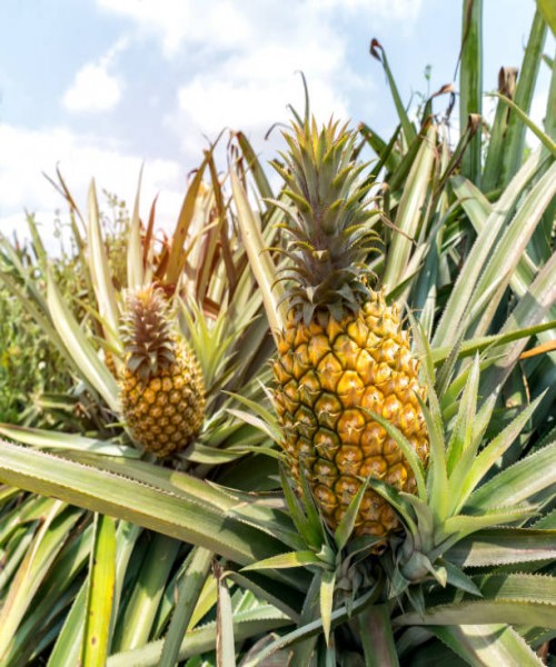 GOOD QUALITY PINEAPPLE PLANTS 05 PCS