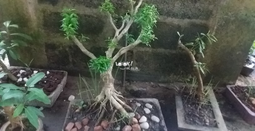 Bonsai 