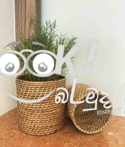 Cane Plant Pots