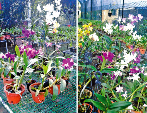 orchid flower plants