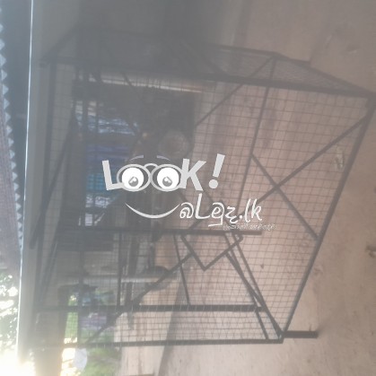 Ballan sadaha kuduwak