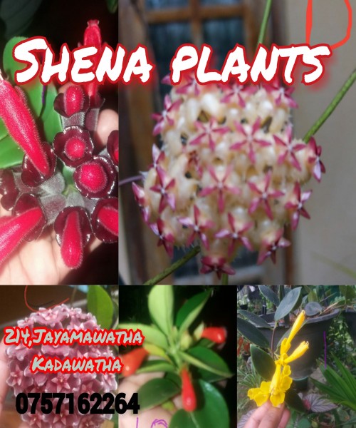 Shena plants