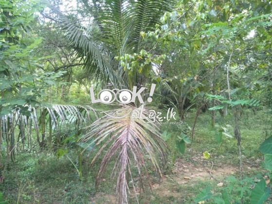 වැල්ලවාය නගරයෙන් ඉඩමක්