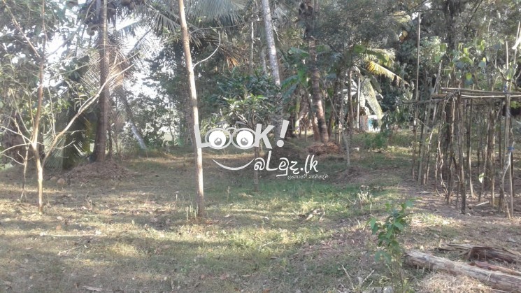 Big land & house for Sale