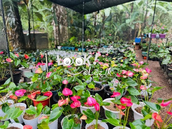 විසිතුරු මල් පැල , විසිතුරු ශාක පැලැටි පහසු මිල ට ලබා ගන්න... අමතන්න. 0719823206, 0781000057 (චන්ද්‍රිකා )