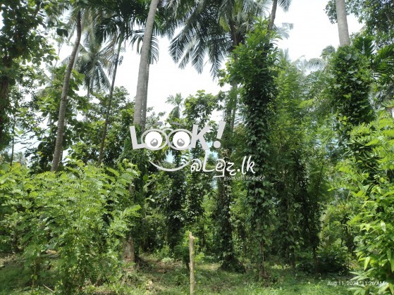 Land for sale