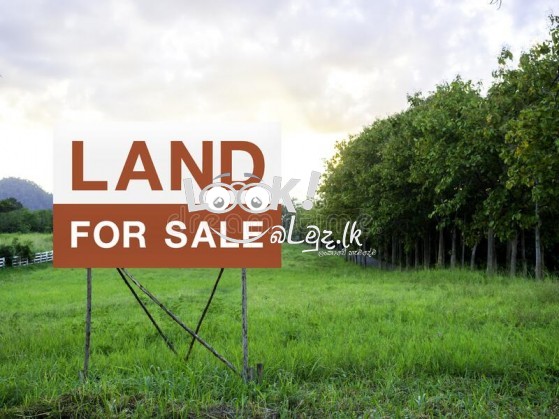 Pol Land for sale Thalagala