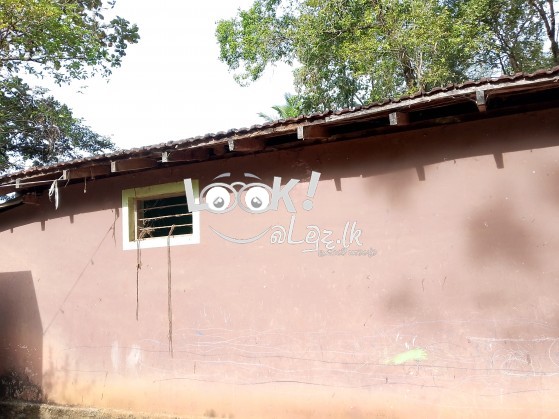 House Rentals 