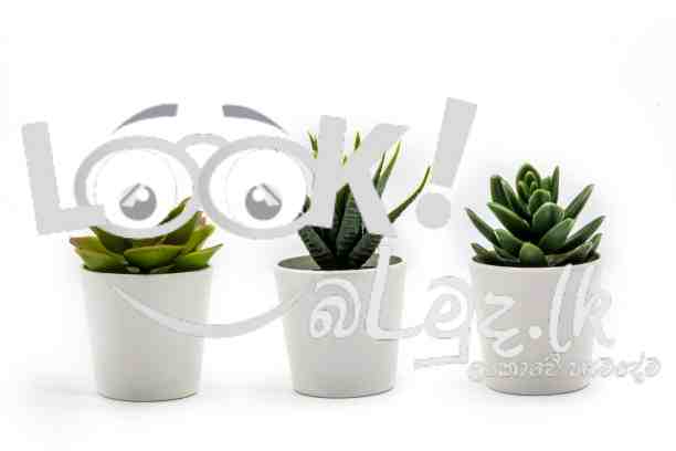 Cactus Plants With Pots
