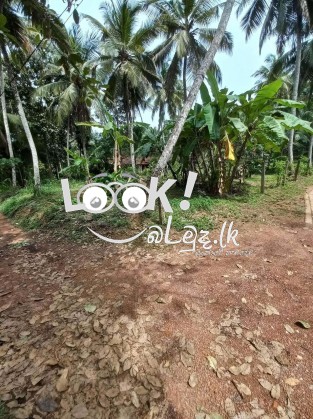 Coconut land for sale in Udugampola Gampaha