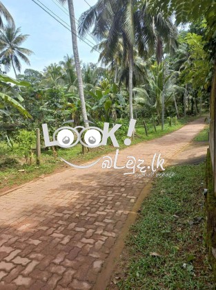 Coconut land for sale in Udugampola Gampaha