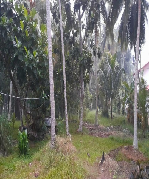 Coconut LAND for Sale MADURANKULIYA