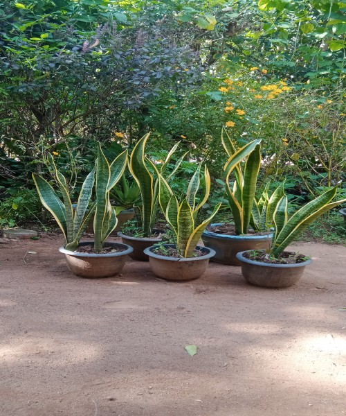 Dracaena trifasciata plants for sale 